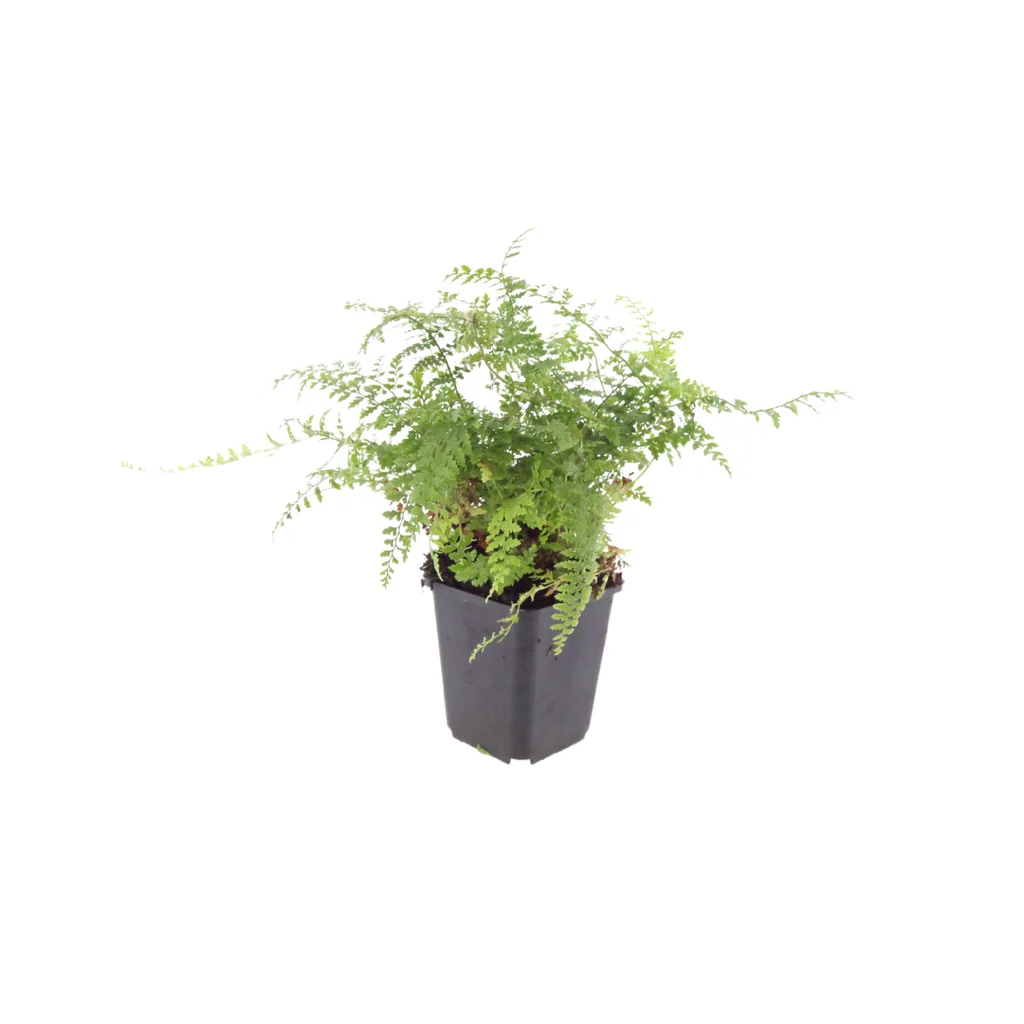 Sichelfarn 'Herrenhausen' 48er-Set (Polystichum falcatum) – winterharte Blattschmuckpflanze, Topf-Ø 9 cm, Höhe ca. 25 cm