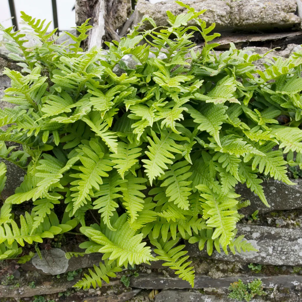 Tüpfelfarn 12er-Set (Polypodium vulgare) – winterharter Farn, Topf-Ø 9 cm, Höhe ca. 25 cm