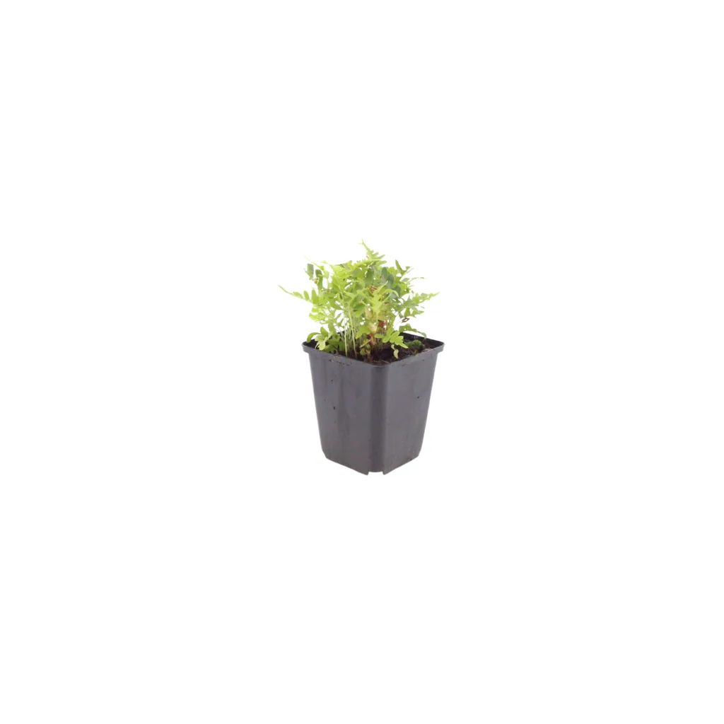 Gewöhnlicher Tüpfelfarn 48er-Set (Polypodium vulgare) – winterharte Staude, Topf-Ø 9 cm, Höhe ca. 25 cm