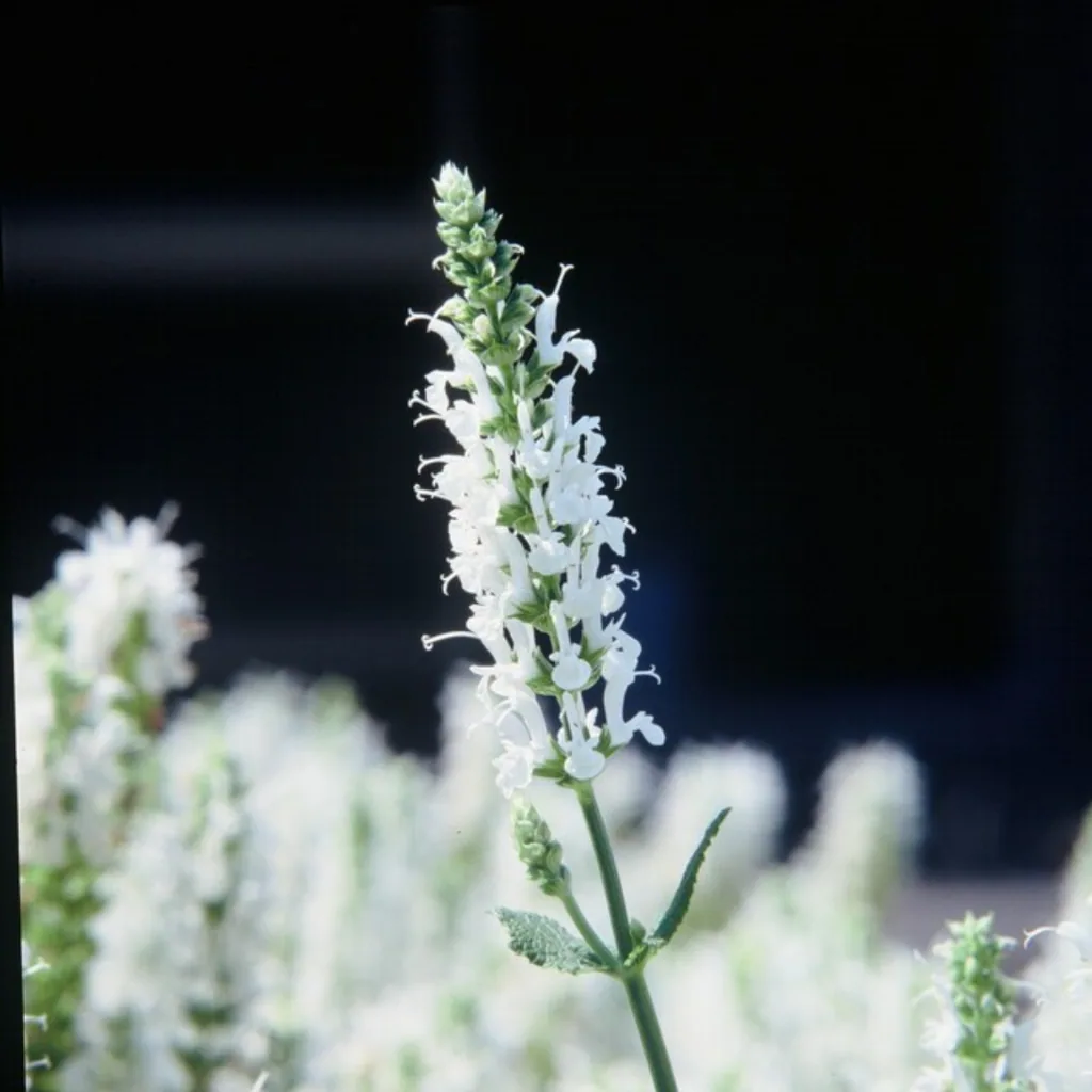 Gartensalbei 'Schneehugel' 6er-Set (Salvia nemorosa) – winterharte Staude, Topf-Ø 9 cm, Höhe ca. 25 cm