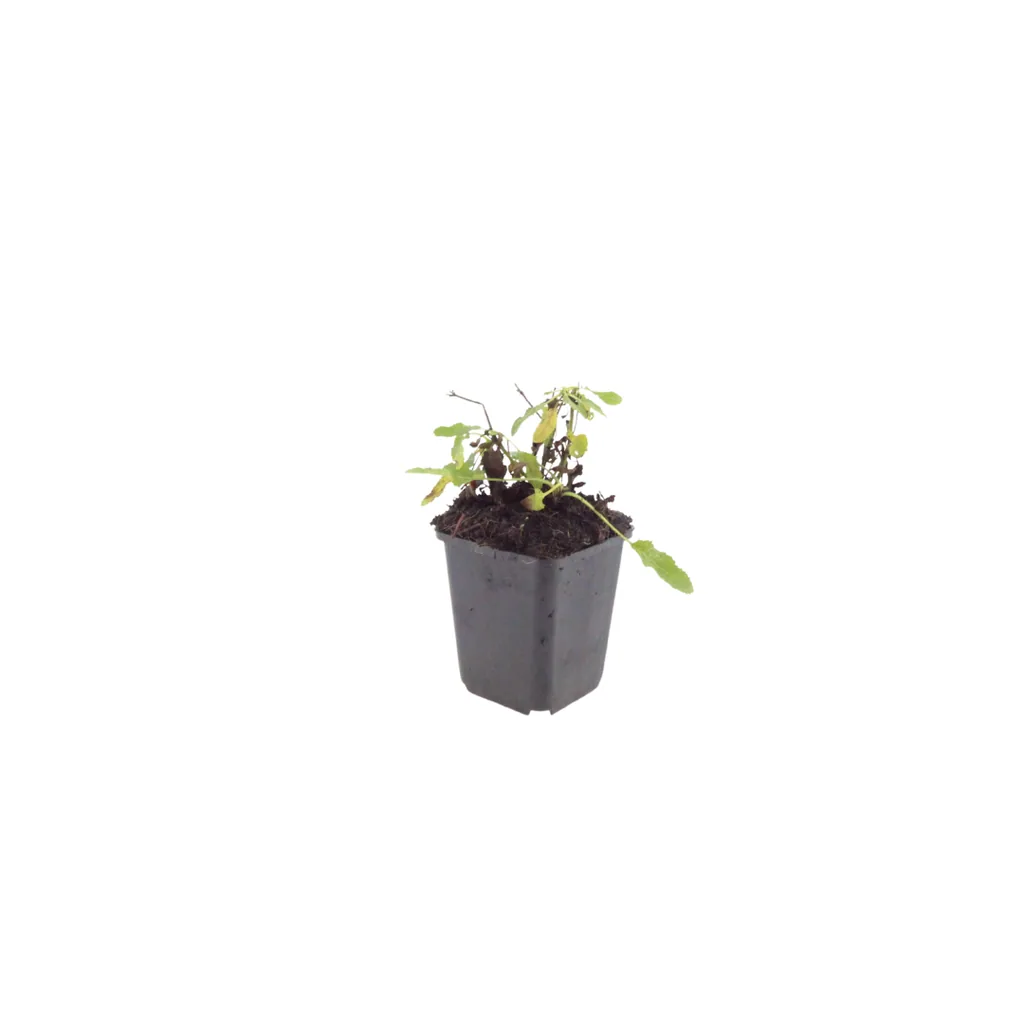 Gartensalbei 'Schneehugel' 6er-Set (Salvia nemorosa) – winterharte Staude, Topf-Ø 9 cm, Höhe ca. 25 cm