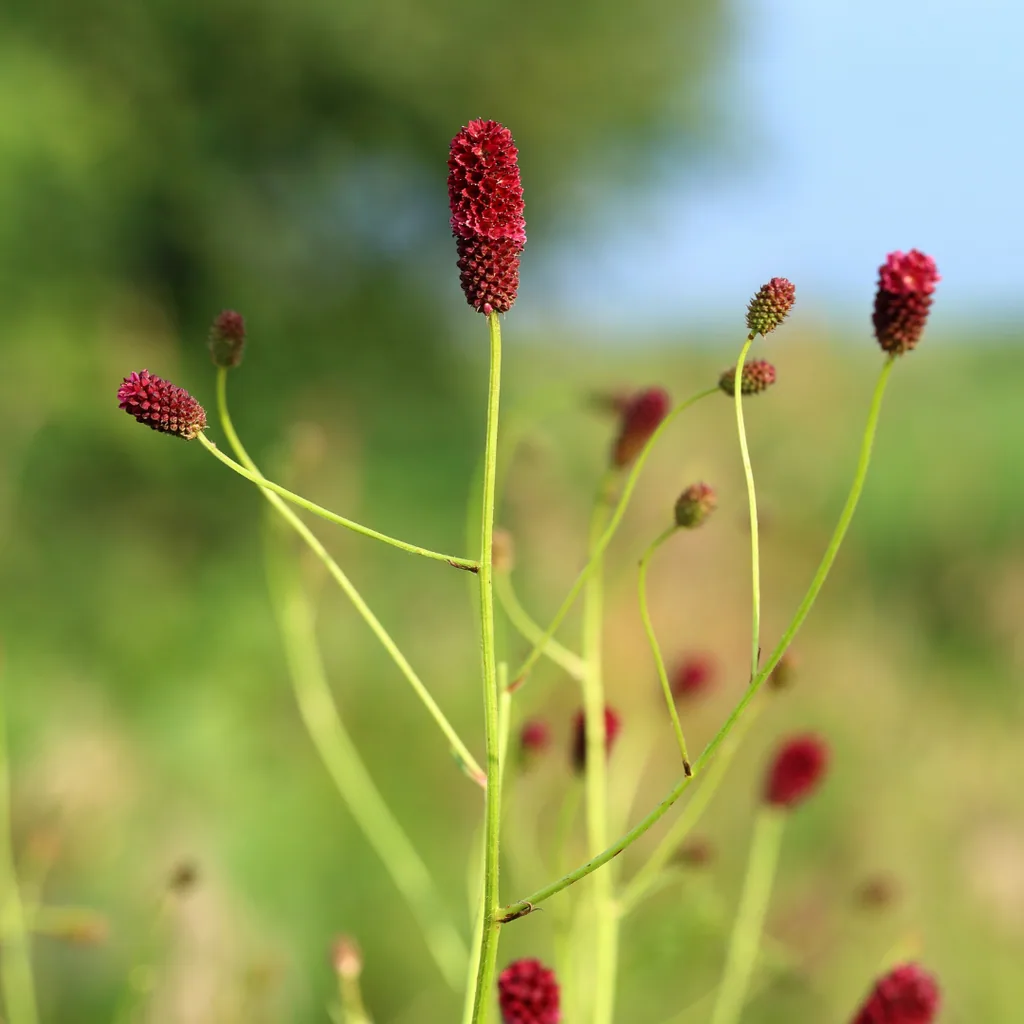 Großer Wiesenknopf 'Tanna' 12er-Set (Sanguisorba officinalis) – winterharte Staude, Topf-Ø 9 cm, Höhe ca. 25 cm