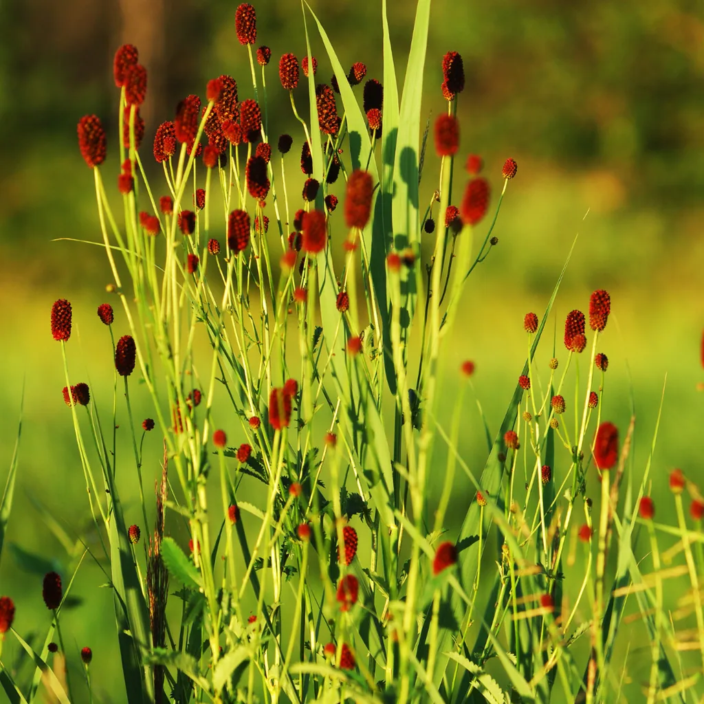 Großer Wiesenknopf 'Tanna' 60er-Set (Sanguisorba officinalis) – winterharte Staude, Topf-Ø 9 cm, Höhe ca. 25 cm