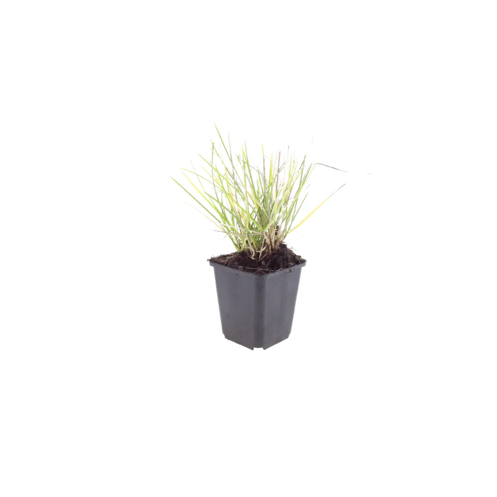 Herbst-Blaugras 6er-Set (Sesleria autumnalis) – winterhartes Ziergras, Topf-Ø 9 cm, Höhe ca. 25 cm