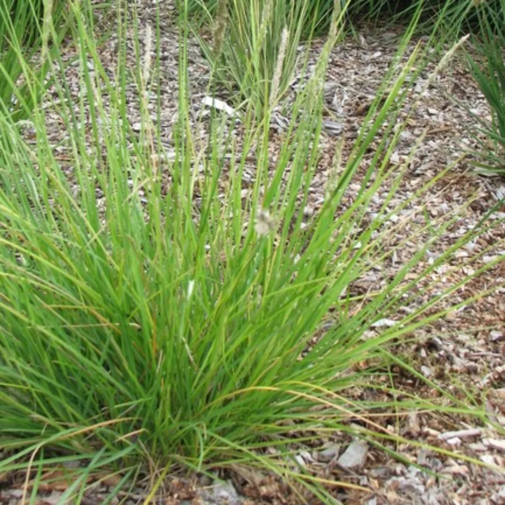 Herbst-Blaugras 6er-Set (Sesleria autumnalis) – winterhartes Ziergras, Topf-Ø 9 cm, Höhe ca. 25 cm