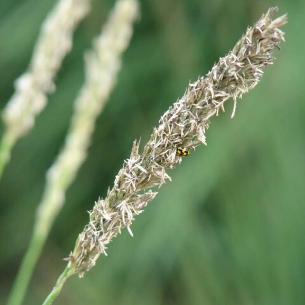 Herbst-Blaugras 6er-Set (Sesleria autumnalis) – winterhartes Ziergras, Topf-Ø 9 cm, Höhe ca. 25 cm