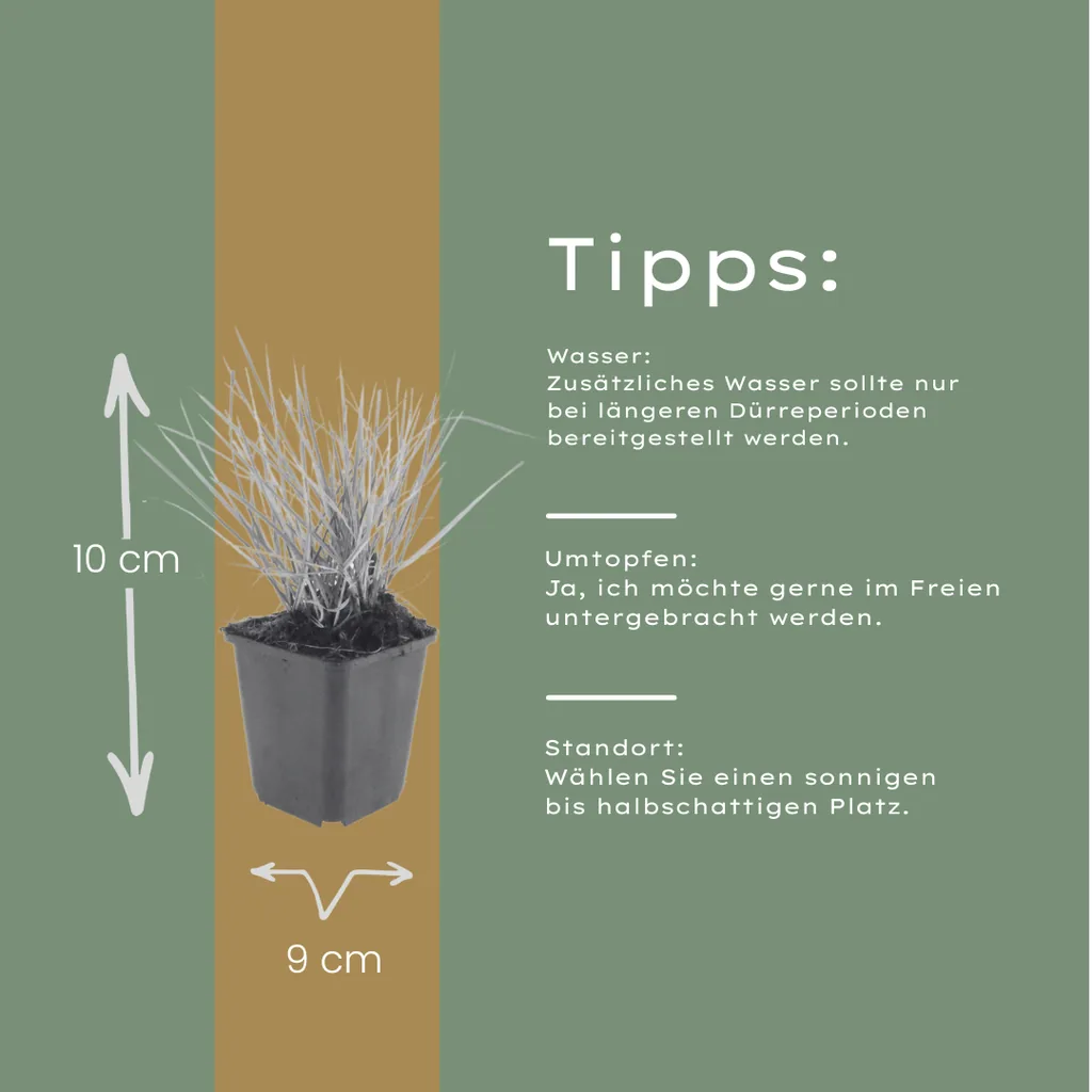 Herbst-Blaugras 6er-Set (Sesleria autumnalis) – winterhartes Ziergras, Topf-Ø 9 cm, Höhe ca. 25 cm