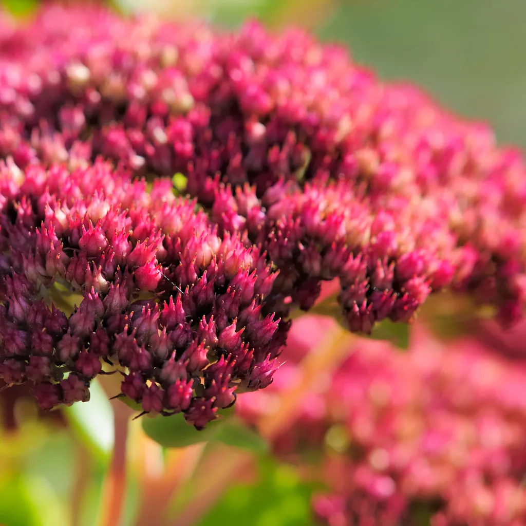 Fetthenne 'Matrona' 6er-Set (Sedum) – winterharte Staude, Topf-Ø 9 cm, Höhe ca. 25 cm