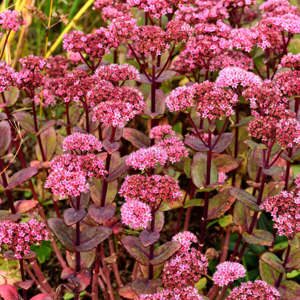 Fetthenne 'Matrona' 6er-Set (Sedum) – winterharte Staude, Topf-Ø 9 cm, Höhe ca. 25 cm