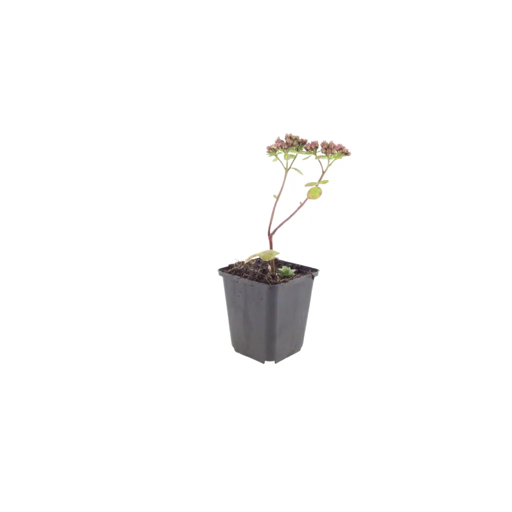 Fetthenne 'Matrona' 60er-Set (Sedum) – winterharte Staude, Topf-Ø 9 cm, Höhe ca. 25 cm