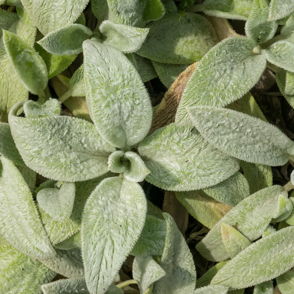 Wollziest 'Silver Carpet' 60er-Set (Stachys byzantina) – winterharte Staude, Topf-Ø 9 cm, Höhe ca. 25 cm