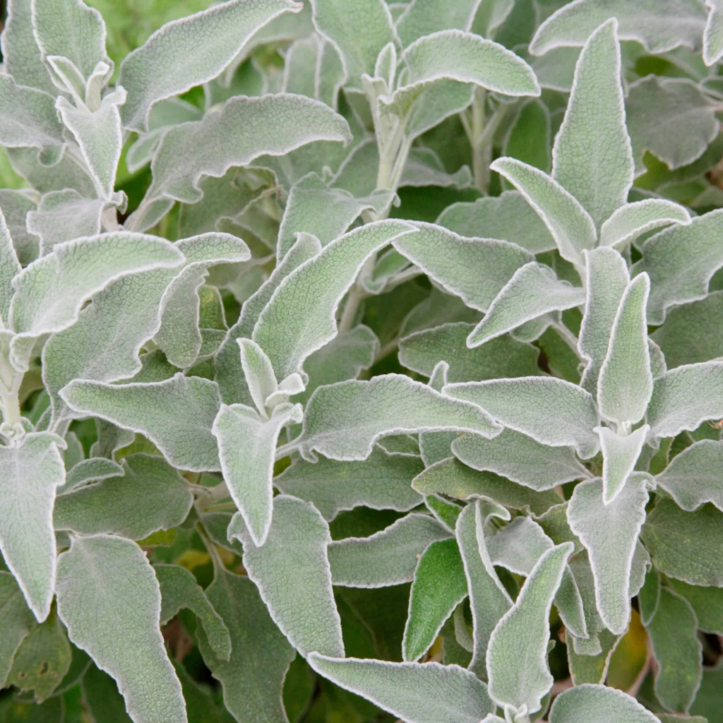 Wollziest 12er-Set (Stachys byzantina) – winterharte Bodendecker-Staude, Topf-Ø 9 cm, Höhe ca. 25 cm