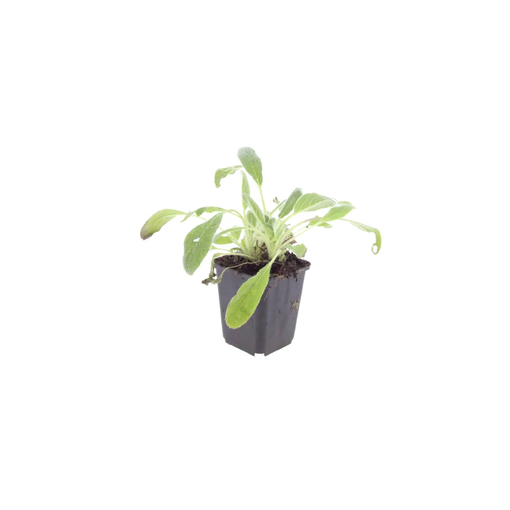 Wollziest 24er-Set (Stachys byzantina) – winterharte Bodendecker-Staude, Topf-Ø 9 cm, Höhe ca. 25 cm