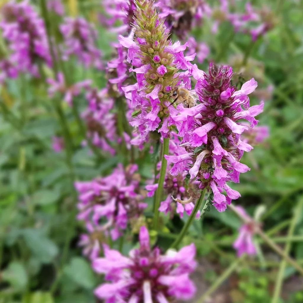 Wollziest 'Hummelo' 6er-Set (Stachys byzantina) – winterharte Staude, Topf-Ø 9 cm, Höhe ca. 25 cm