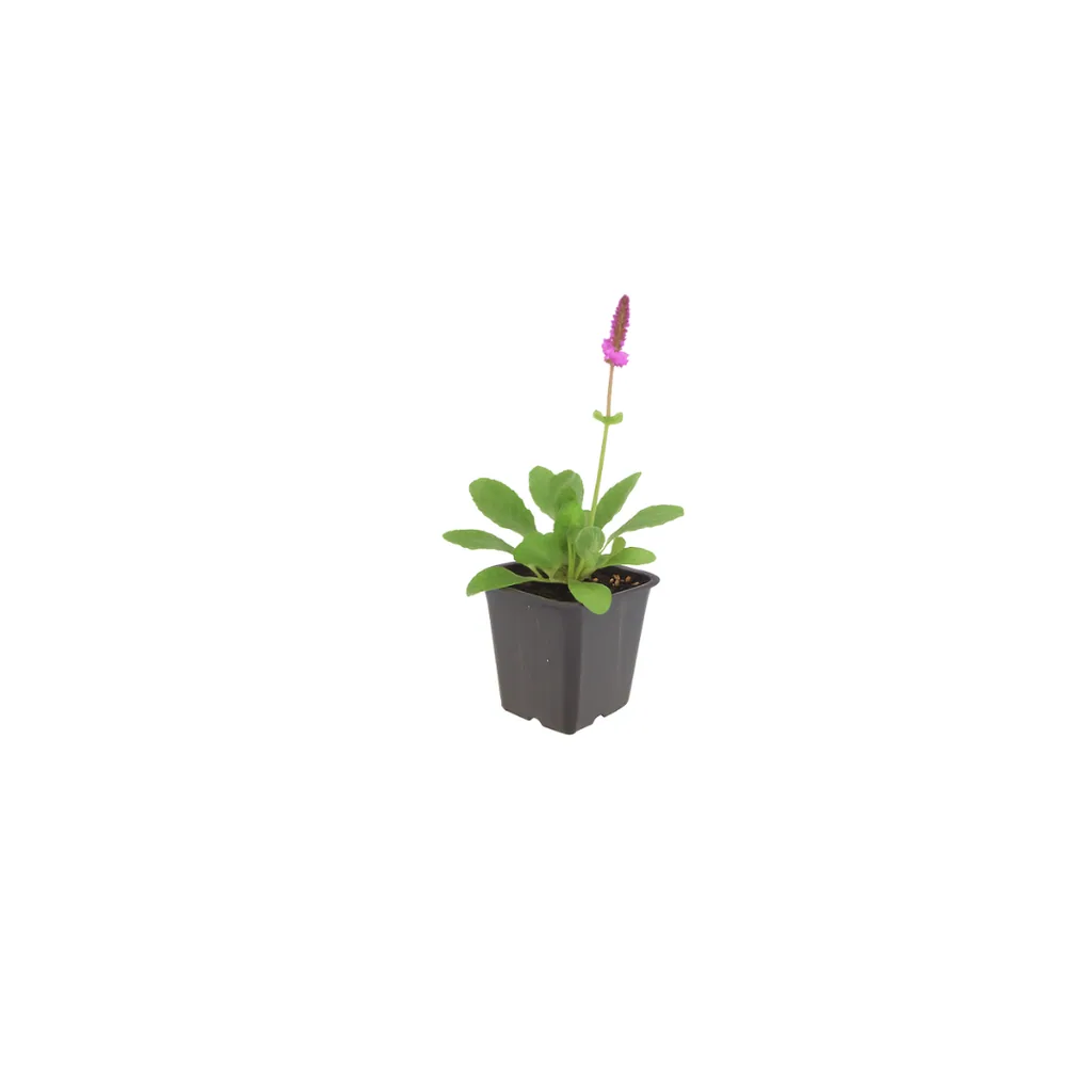 Wollziest 'Hummelo' 6er-Set (Stachys byzantina) – winterharte Staude, Topf-Ø 9 cm, Höhe ca. 25 cm