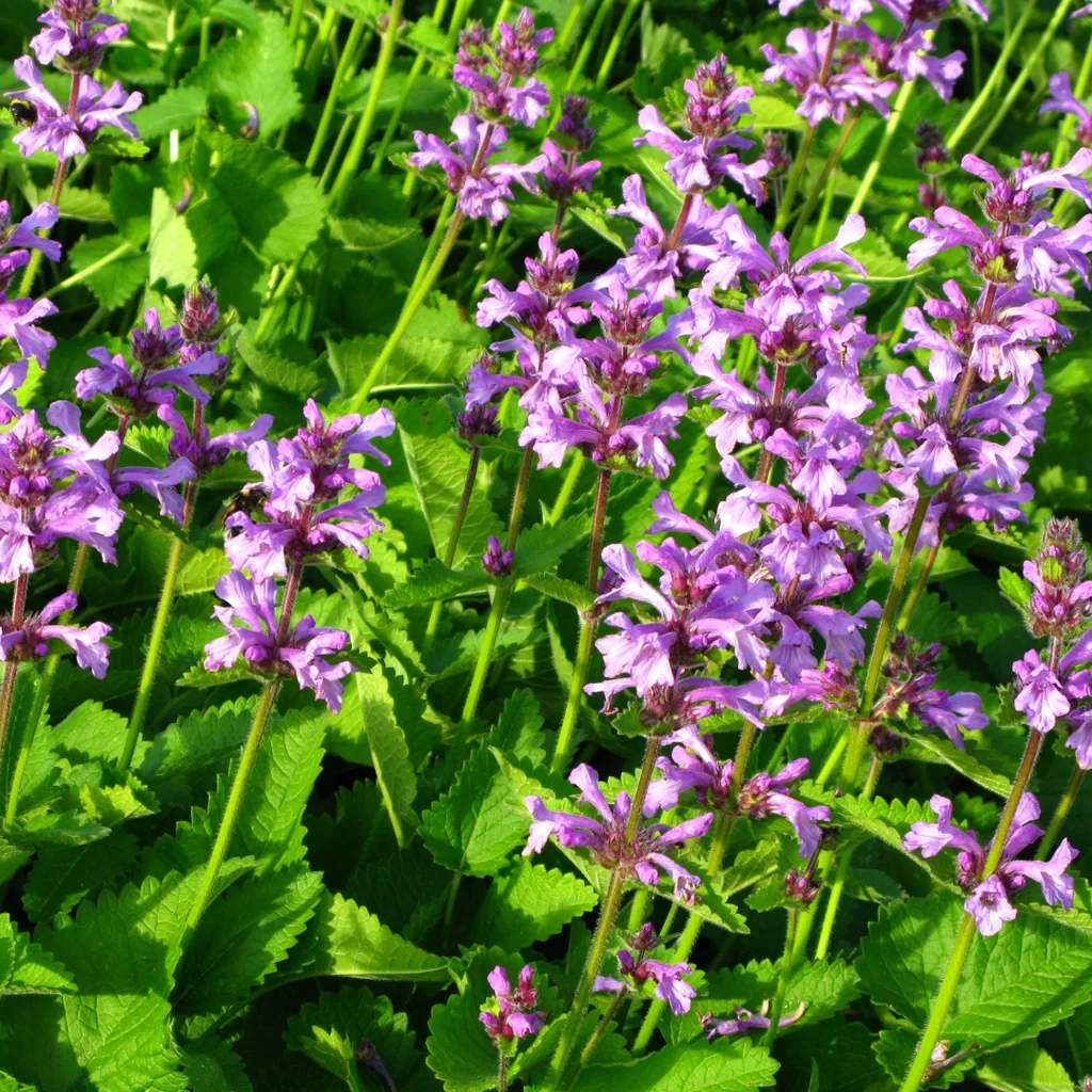 Wollziest 'Hummelo' 6er-Set (Stachys byzantina) – winterharte Staude, Topf-Ø 9 cm, Höhe ca. 25 cm