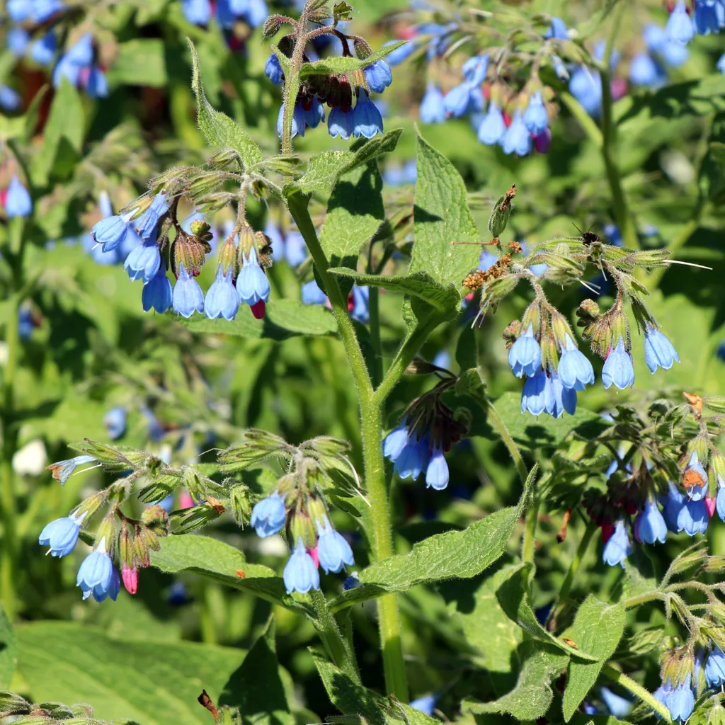Echter Beinwell 'Wisley Blue' 60er-Set (Symphytum officinale) – winterharte Heil- und Zierpflanze, Topf-Ø 9 cm, Höhe ca. 25 cm