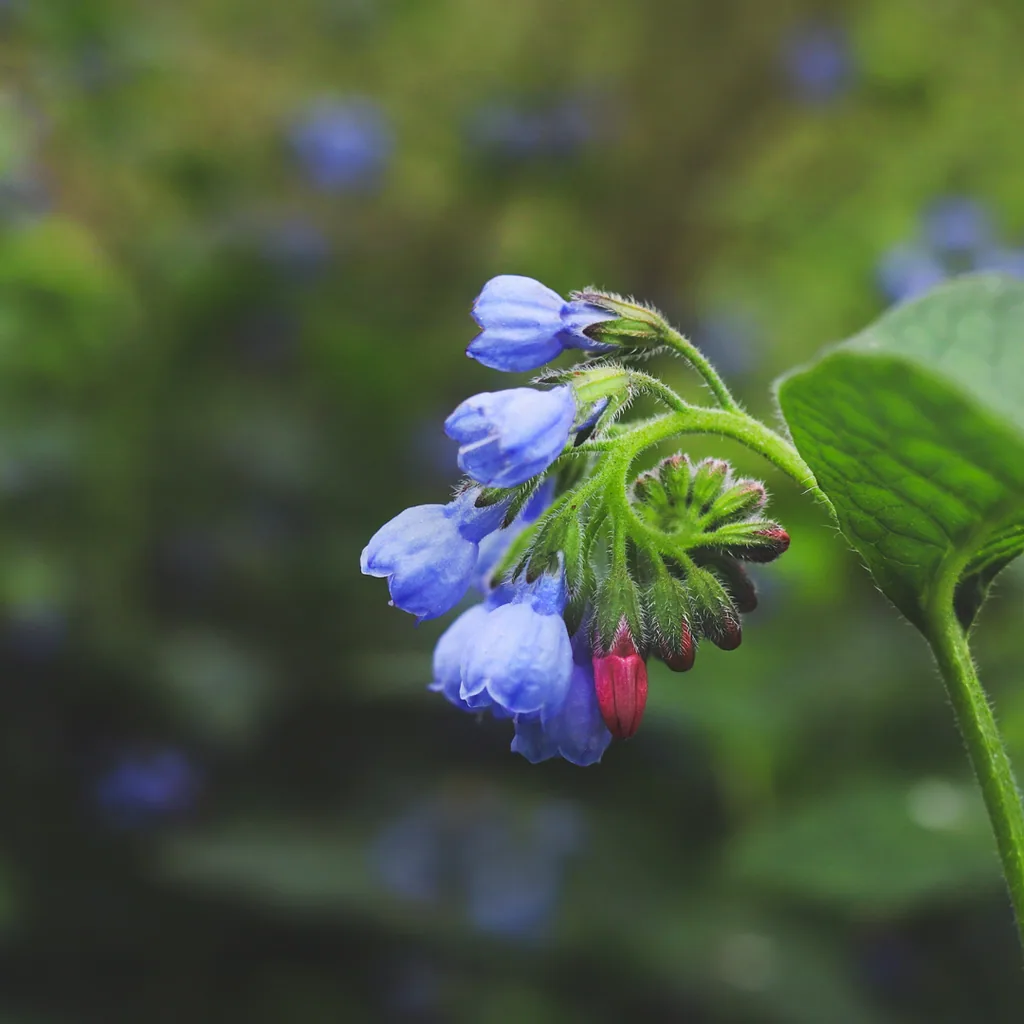 Echter Beinwell 'Wisley Blue' 60er-Set (Symphytum officinale) – winterharte Heil- und Zierpflanze, Topf-Ø 9 cm, Höhe ca. 25 cm