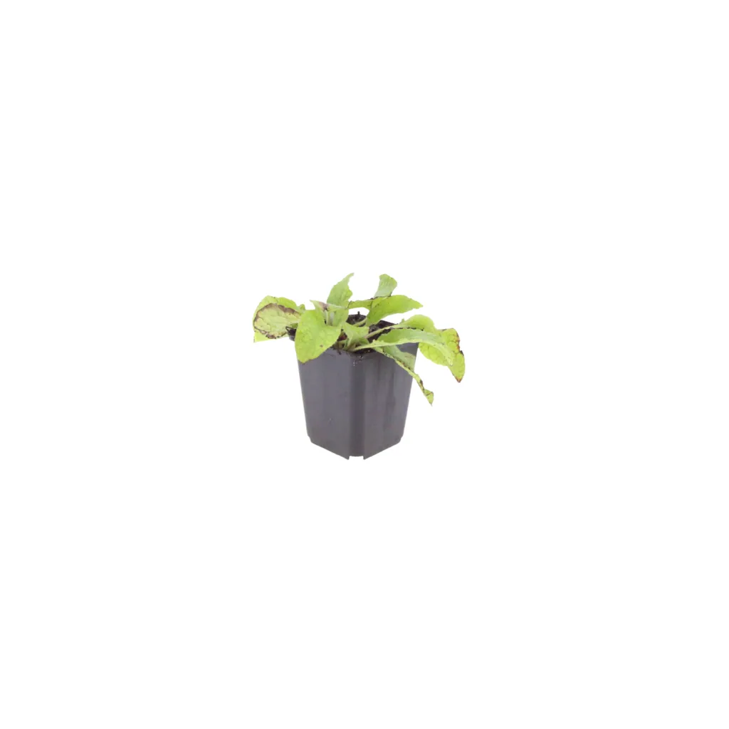 Echter Beinwell 'Wisley Blue' 60er-Set (Symphytum officinale) – winterharte Heil- und Zierpflanze, Topf-Ø 9 cm, Höhe ca. 25 cm