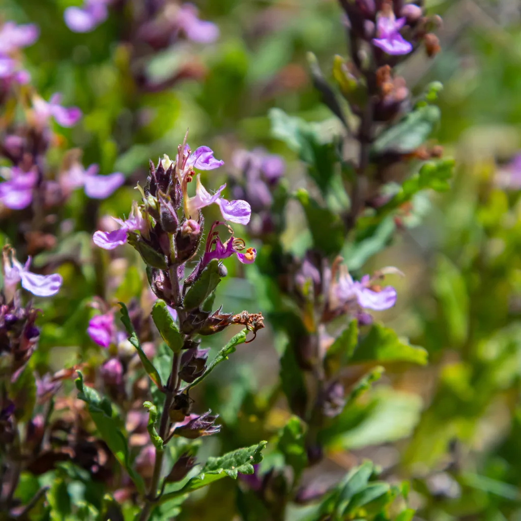 Garten-Gamander 6er-Set (Teucrium lucidrys) – winterharte Staude, Topf-Ø 9 cm, Höhe ca. 25 cm