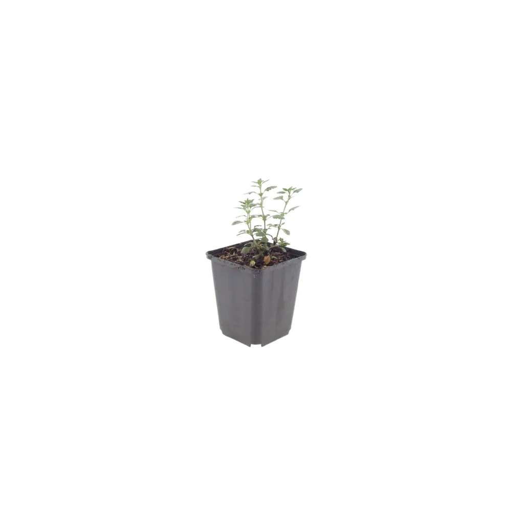 Garten-Gamander 24er-Set (Teucrium lucidrys) – winterharte Staude, Topf-Ø 9 cm, Höhe ca. 25 cm