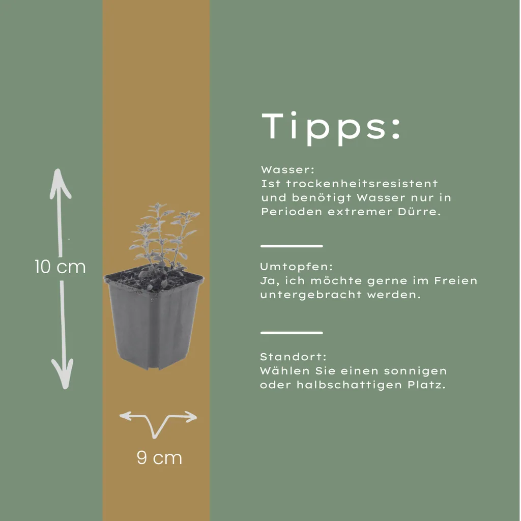 Garten-Gamander 24er-Set (Teucrium lucidrys) – winterharte Staude, Topf-Ø 9 cm, Höhe ca. 25 cm