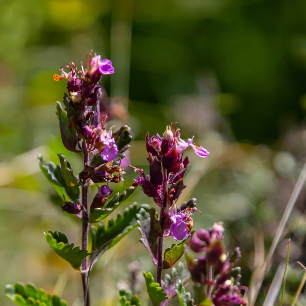 Garten-Gamander 60er-Set (Teucrium lucidrys) – winterharte Staude, Topf-Ø 9 cm, Höhe ca. 25 cm