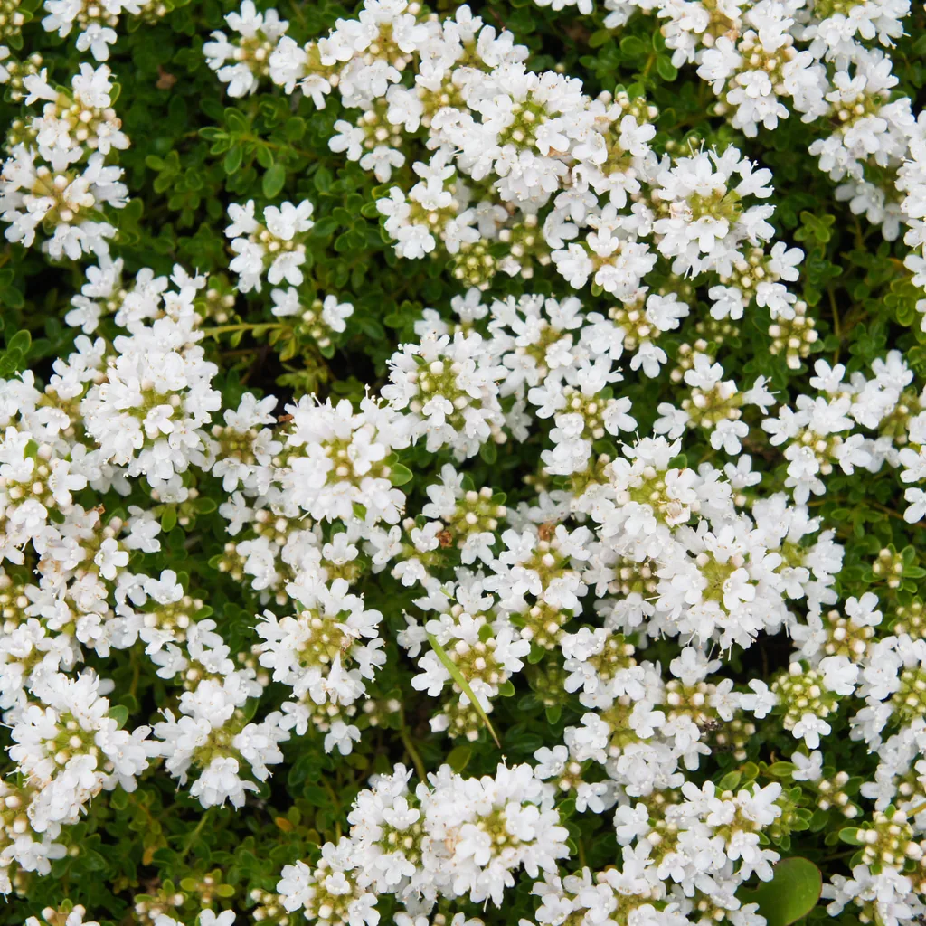 Polster-Thymian 'Albiflorus' 6er-Set (Thymus praecox) – winterharte Staude, Topf-Ø 9 cm, Höhe ca. 25 cm