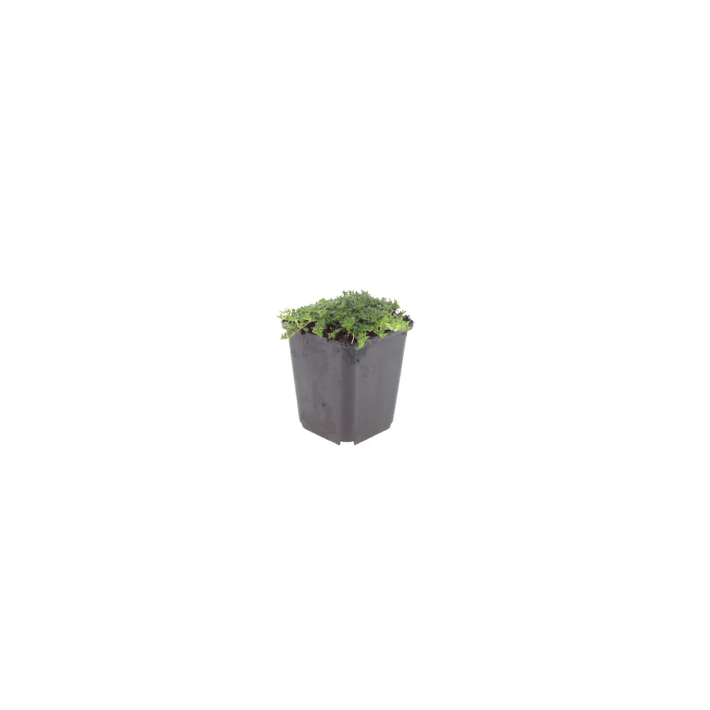 Polster-Thymian 'Albiflorus' 60er-Set (Thymus praecox) – winterharte Staude, Topf-Ø 9 cm, Höhe ca. 25 cm
