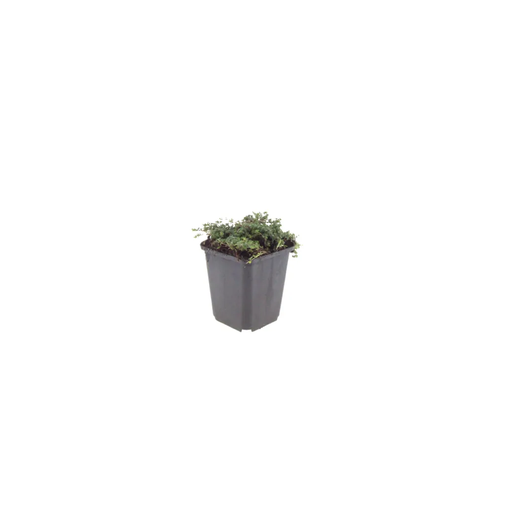 Polster-Thymian 'Purple Beauty' 12er-Set (Thymus praecox) – winterharte Staude, Topf-Ø 9 cm, Höhe ca. 25 cm
