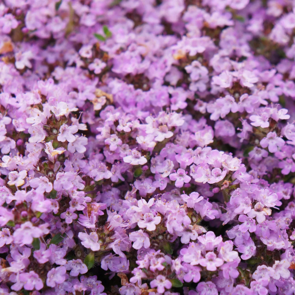 Polster-Thymian 'Purple Beauty' 12er-Set (Thymus praecox) – winterharte Staude, Topf-Ø 9 cm, Höhe ca. 25 cm