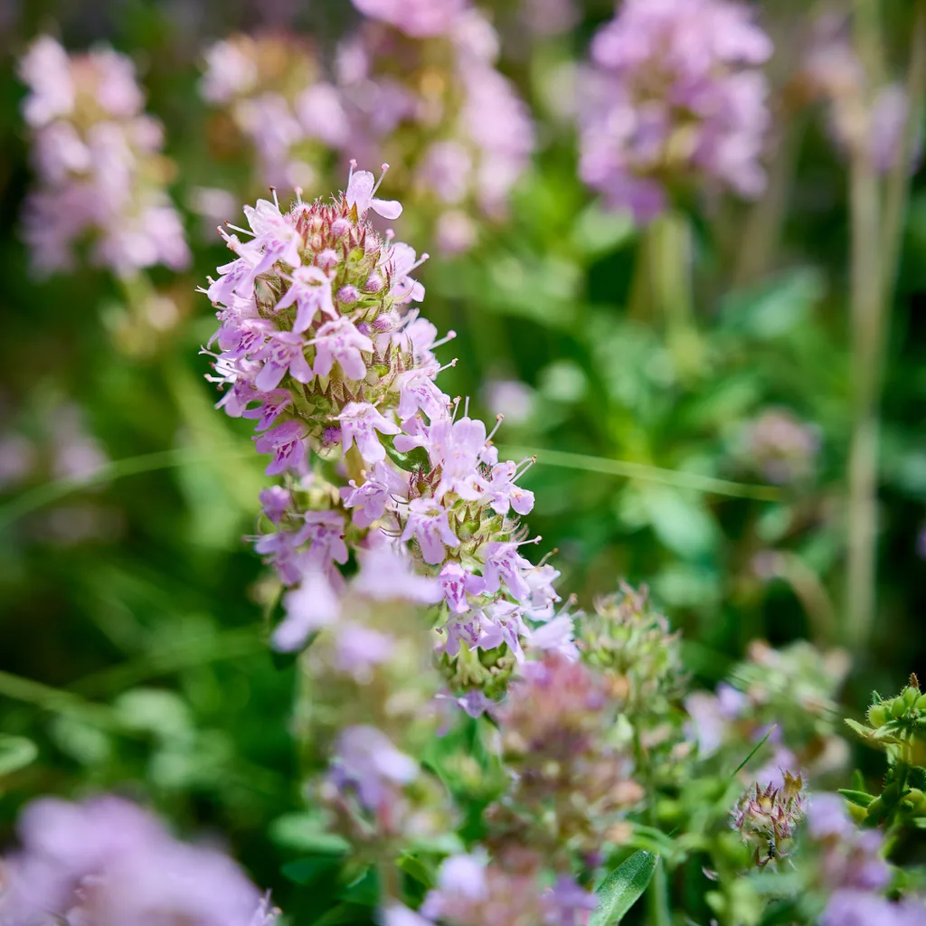 Echter Thymian 24er-Set (Thymus vulgaris) – winterhartes Küchenkraut, Topf-Ø 9 cm, Höhe ca. 25 cm