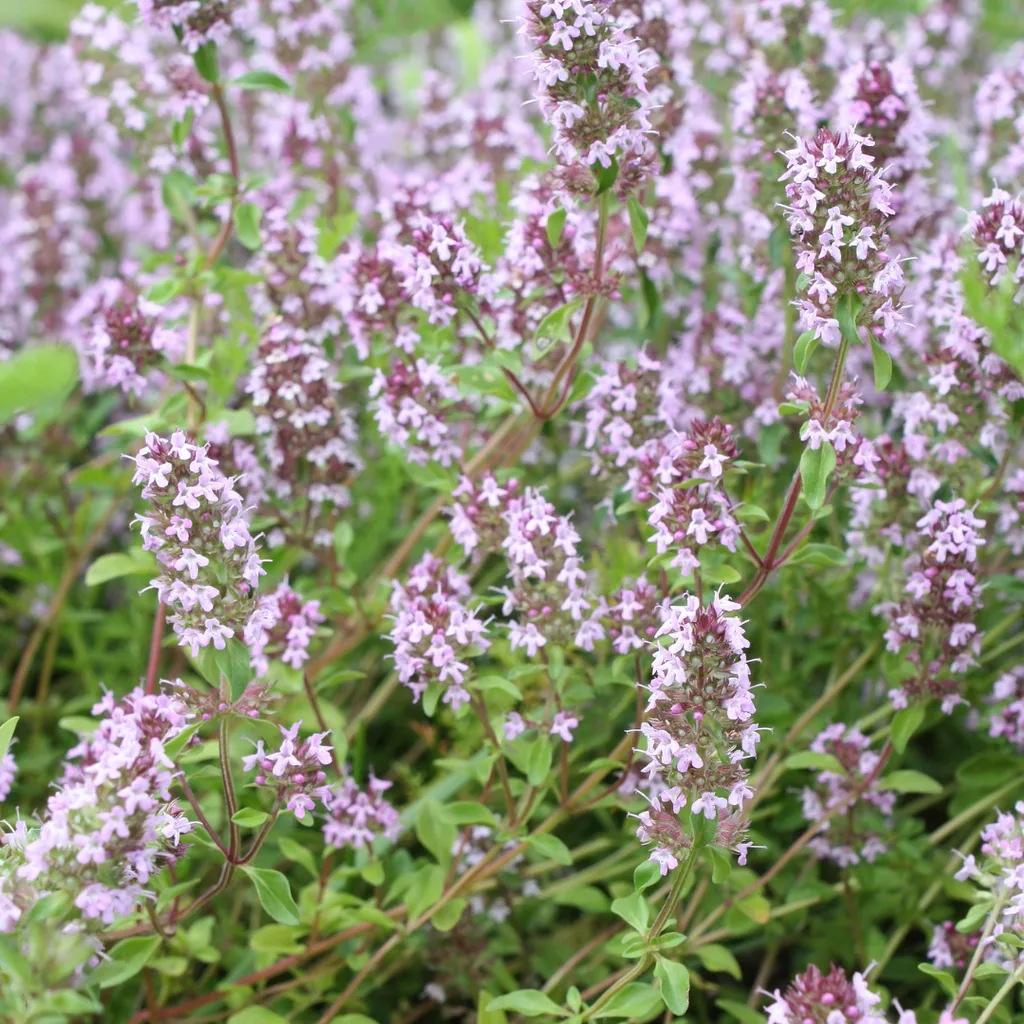 Echter Thymian 48er-Set (Thymus vulgaris) – winterhartes Küchenkraut, Topf-Ø 9 cm, Höhe ca. 25 cm