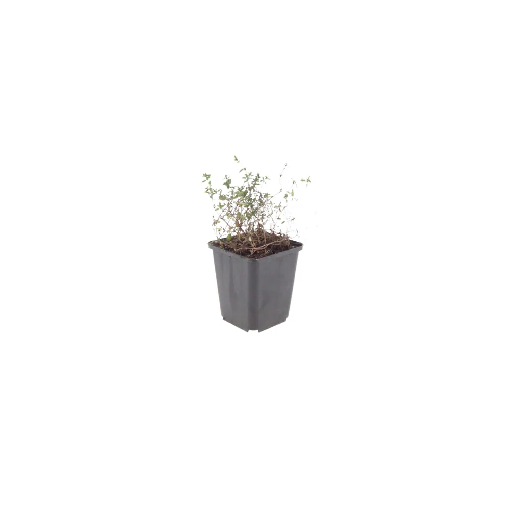 Echter Thymian 60er-Set (Thymus vulgaris) – winterhartes Küchenkraut, Topf-Ø 9 cm, Höhe ca. 25 cm