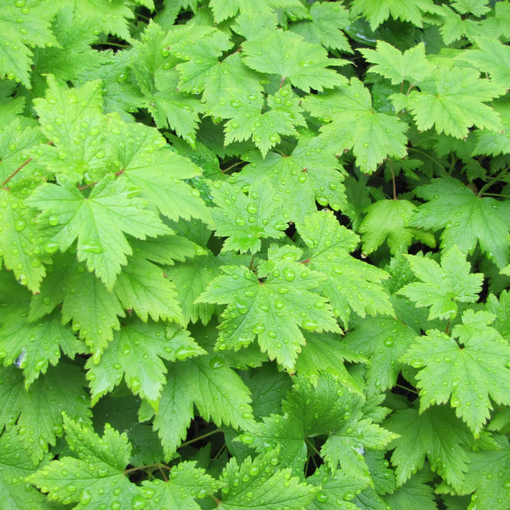 Herzblättrige Schaumblüte 24er-Set (Tiarella cordifolia) – winterharte Staude, Topf-Ø 9 cm, Höhe ca. 25 cm