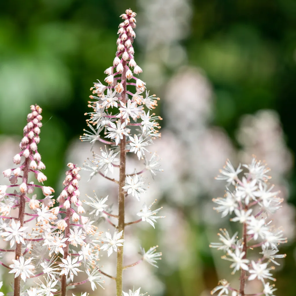 Herzblättrige Schaumblüte 24er-Set (Tiarella cordifolia) – winterharte Staude, Topf-Ø 9 cm, Höhe ca. 25 cm