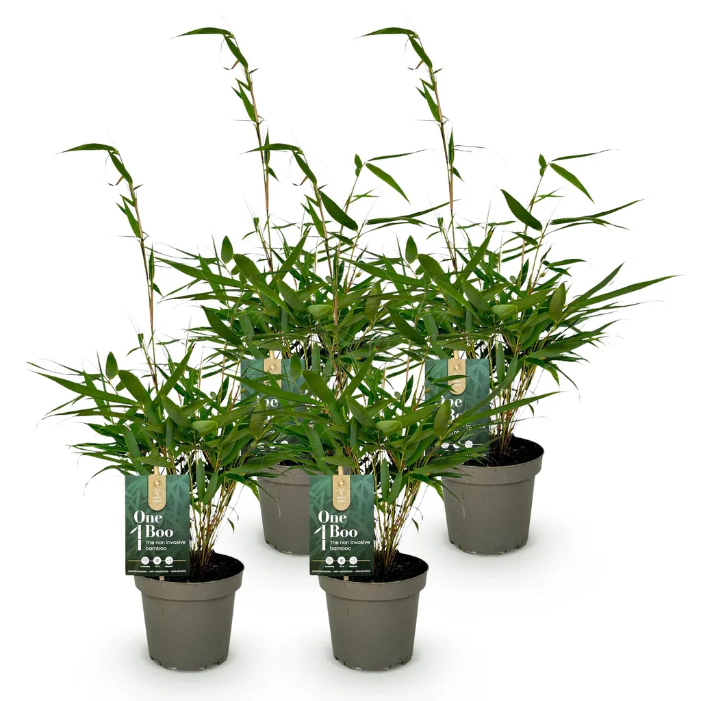 Schirmbambus 'Pingwu' 4er-Set (Fargesia robusta) – winterhartes Ziergras, Topf-Ø 14 cm, Höhe ca. 35 cm