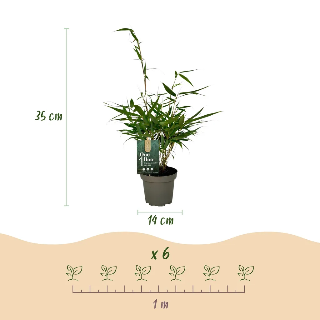 Schirmbambus 'Pingwu' 4er-Set (Fargesia robusta) – winterhartes Ziergras, Topf-Ø 14 cm, Höhe ca. 35 cm