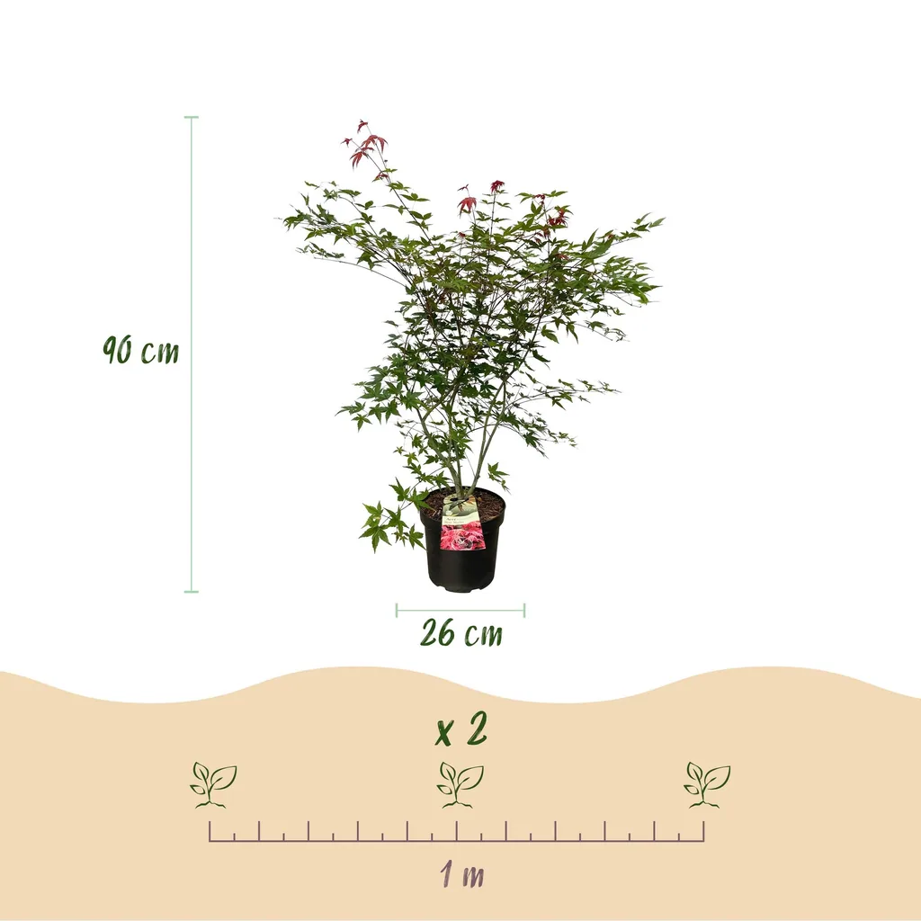 Fächerahorn 'Beni Maiko' (Acer palmatum) – winterharter Zierstrauch, Topf-Ø 26 cm, Höhe ca. 90 cm
