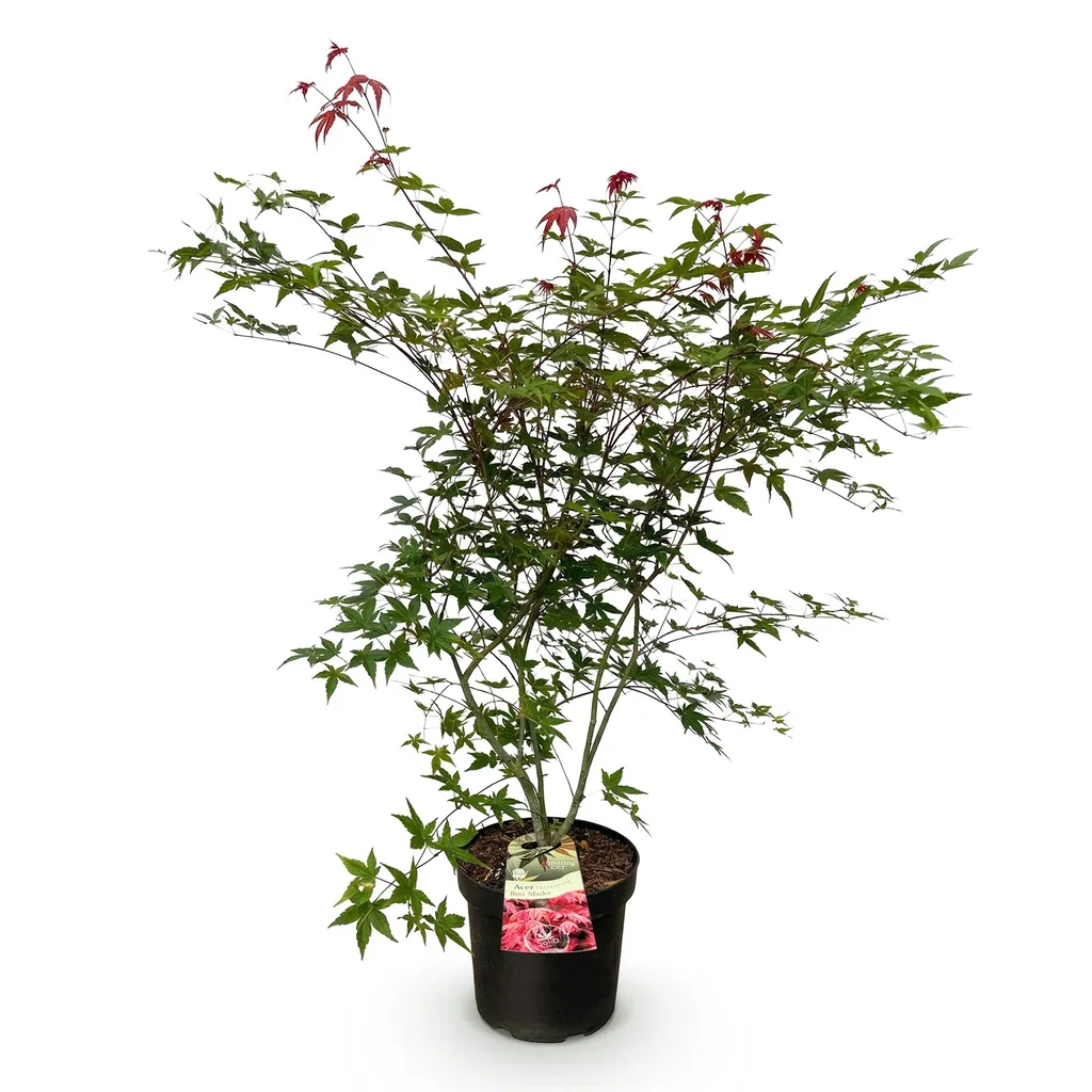 Fächerahorn 'Beni Maiko' (Acer palmatum) – winterharter Zierstrauch, Topf-Ø 26 cm, Höhe ca. 90 cm
