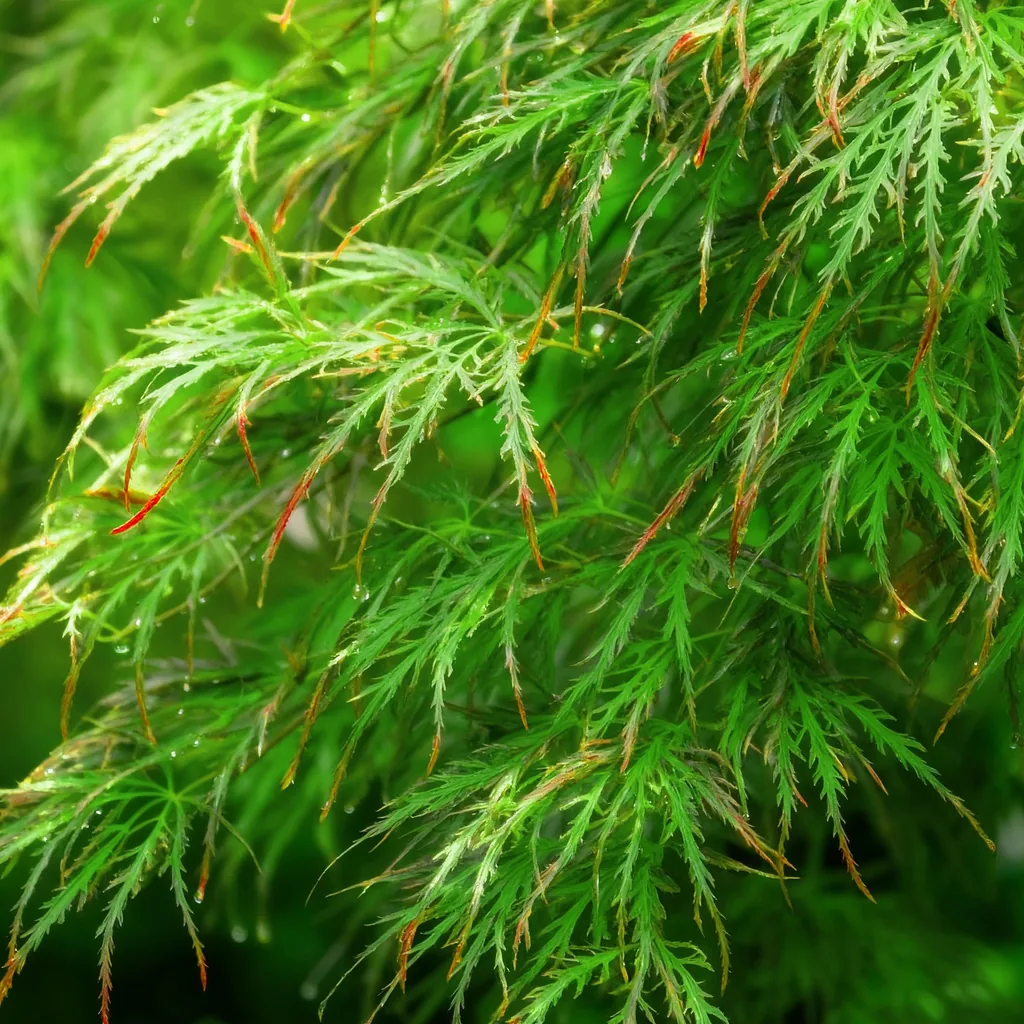 Fächerahorn 'Emerald Lace' (Acer palmatum) – winterharter Zierstrauch, Topf-Ø 26 cm, Höhe ca. 90 cm