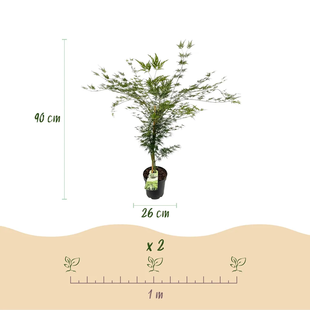 Fächerahorn 'Emerald Lace' (Acer palmatum) – winterharter Zierstrauch, Topf-Ø 26 cm, Höhe ca. 90 cm