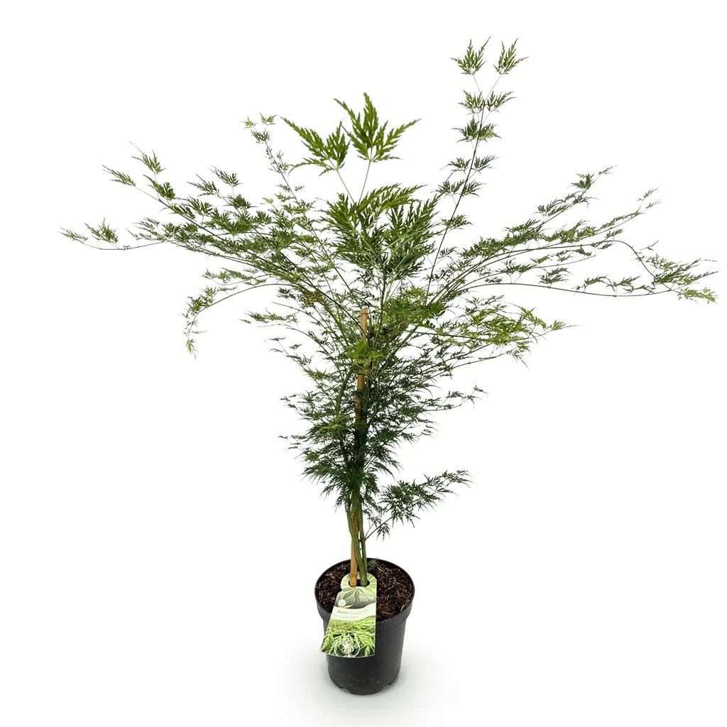 Fächerahorn 'Emerald Lace' (Acer palmatum) – winterharter Zierstrauch, Topf-Ø 26 cm, Höhe ca. 90 cm