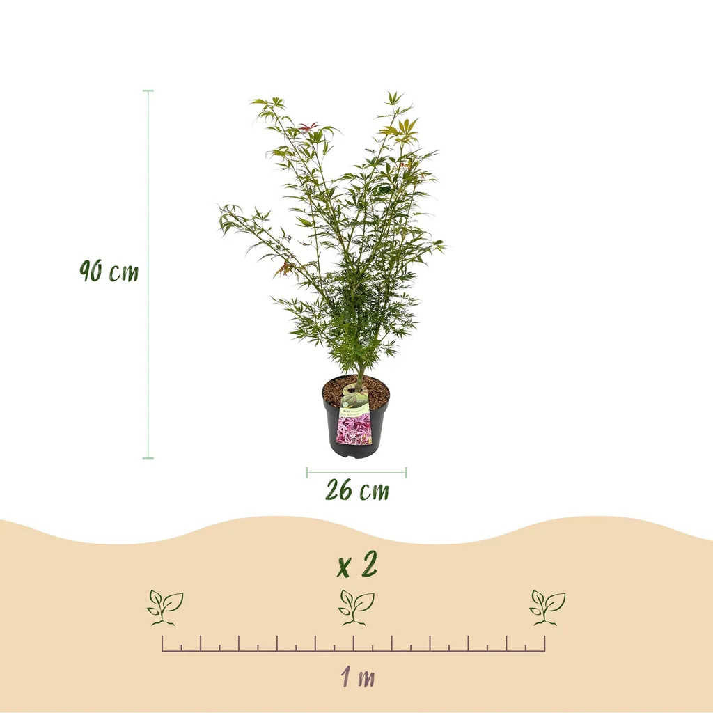 Fächerahorn 'Jerre Swarts' (Acer palmatum) – winterharter Zierstrauch, Topf-Ø 26 cm, Höhe ca. 90 cm