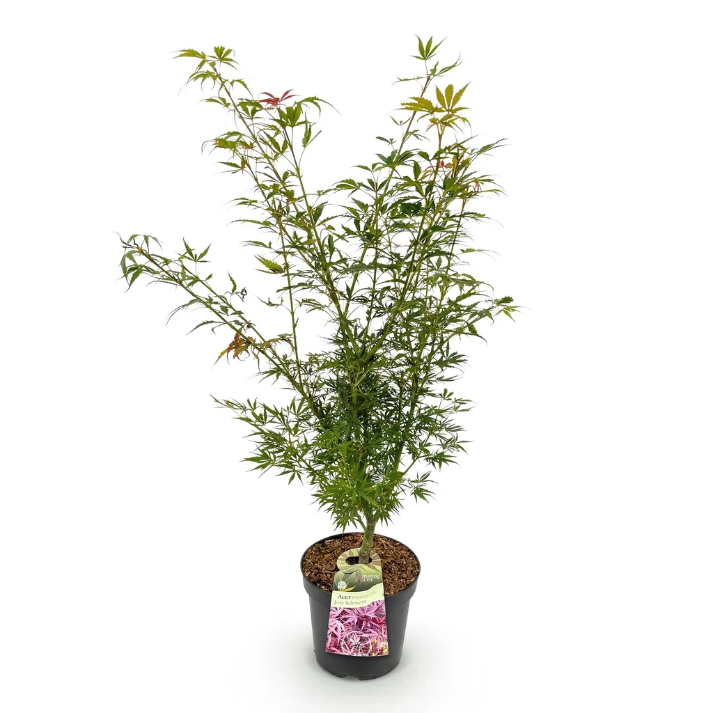 Fächerahorn 'Jerre Swarts' (Acer palmatum) – winterharter Zierstrauch, Topf-Ø 26 cm, Höhe ca. 90 cm
