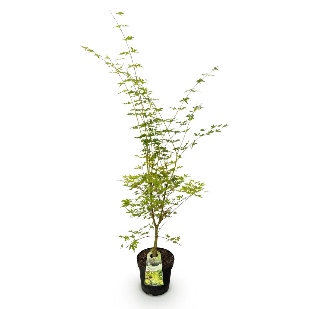 Fächerahorn 'Sangokaku' (Acer palmatum) – winterharter Zierstrauch, Topf-Ø 26 cm, Höhe ca. 90 cm