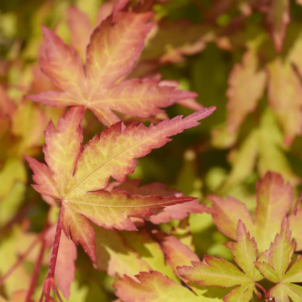 Fächerahorn 'Sangokaku' (Acer palmatum) – winterharter Zierstrauch, Topf-Ø 26 cm, Höhe ca. 90 cm