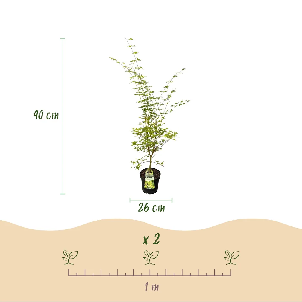 Fächerahorn 'Sangokaku' (Acer palmatum) – winterharter Zierstrauch, Topf-Ø 26 cm, Höhe ca. 90 cm