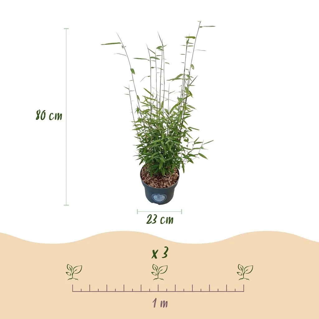 Fontänen-Schirmbambus 'Black Dragon' (Fargesia nitida) – winterhartes Ziergras, Topf-Ø 23 cm, Höhe ca. 80 cm