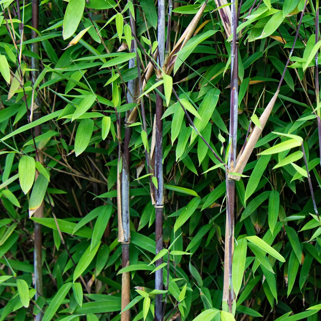 Fontänen-Schirmbambus 'Black Dragon' (Fargesia nitida) – winterhartes Ziergras, Topf-Ø 23 cm, Höhe ca. 80 cm